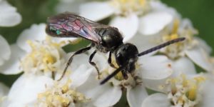 Common Green Furrow Bee (Lasioglossum morio). Image: Liam Crowley, University of Oxford (CC)