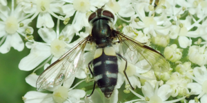 Dark-saddled Leucozona (Leucozona laternaria). Image: Steven Falk ©