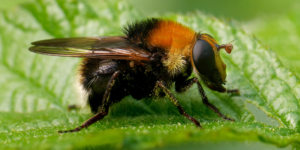 Dimorphic Bear Hoverfly (Criorhina berberina). Image: Frank Vassen, Flickr (CC)