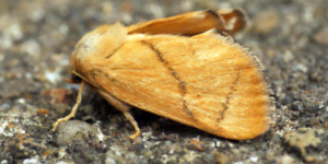 Festoon Moth (Apoda limacodes). Image: Ben Sale, Flickr (CC)