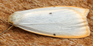 Four-dotted Footman Moth (Cybosia mesomella). Image: Ben Sale, Flickr (CC)