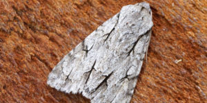 Grey Dagger Moth (Acronicta psi). Image: Ben Sale, Flickr (CC)