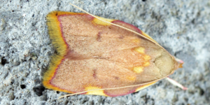 Long-horned Flat-body Moth (Carcina quercana). Image: Ben Sale, Flickr (CC)