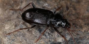 A ground beetle (Nebria brevicollis). Image: Donald Hobern, Flickr (CC)