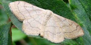 Riband Wave Moth (Idaea aversata). Image: Gail Hampshire, Flickr (CC)