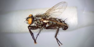 Roselle's Flesh Fly (Sarcophaga (Helicophagella) rosellei). Image: Steven Falk ©