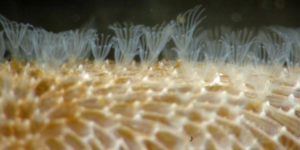 Sea Mat (Membranipora membranacea). Image: Washington State Department of Ecology, Flickr (CC)