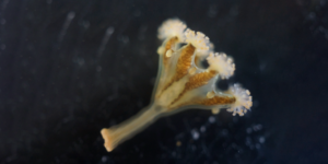 Spotted Kaleidoscope Jellyfish (Haliclystus octoradiatus). Image: Mark Blaxter, Wellcome Sanger Institute (CC)