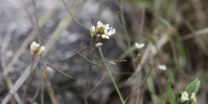 Thale Cress (Arabidopsis thaliana). Image: Andrey Zharkikh, Flickr (CC)