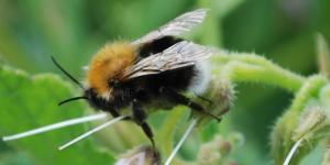 Tree Bumblebee (Bombus hypnorum). Image: Liam Crowley, University of Oxford (CC)