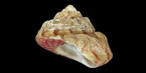 Turban Top Shell (Gibbula magus). Image: H. Zell, Wikimedia Commons (CC)