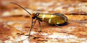 White-barred Gold Moth (Micropterix aruncella). Image: Ben Sale, Flickr (CC)