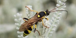 An ichneumonid wasp (Amblyteles armatorius). Image: Gail Hampshire, Flickr (CC)