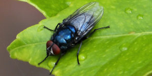 A bird blowfly (Protocalliphora azurea). Image: Gail Hampshire, Flickr (CC)