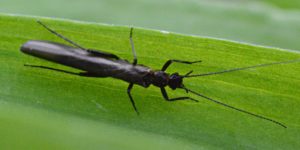 Black Needle Fly (Leuctra nigra). Image: Wolfram Graf, contact of DToL collector (CC)