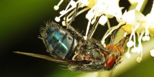 A bluebottle (Calliphora vomitoria). Image: Martin Cooper, Flickr (CC)