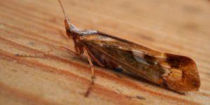 Cinnamon Sedge Caddisfly (Limnephilus marmoratus). Image: Gail Hampshire, Flickr (CC)