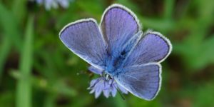 Common Blue Butterfly (Polyommatus icarus). Image: xulescu_g, Flickr (CC)