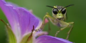 Common Green Tenthredo (Tenthredo mesomela). Image: Frank Vassen, Flickr (CC)