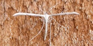 Common Plume Moth (Emmelina monodactyla). Image: Ben Sale, Flickr (CC)