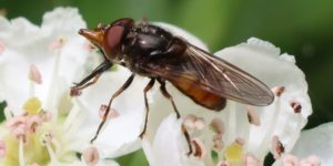 Common Snout Hoverfly (Rhingia campestris). Image: Luke Lythgoe, Wellcome Sanger Institute (CC)