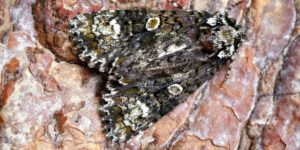 Coronet Moth (Craniophora ligustri). Image: Ben Sale, Flickr (CC)