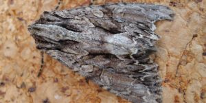 Dark Arches Moth (Apamea monoglypha). Image: Gail Hampshire, Flickr (CC)