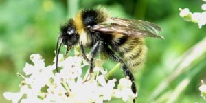 Field Cuckoo Bee (Bombus campestris). Image: Liam Crowley, University of Oxford (CC)