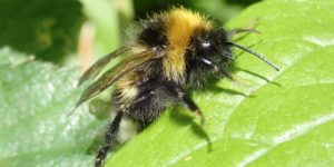 Forest Cuckoo Bee (Bombus sylvestris). Image: Liam Crowley, University of Oxford (CC)