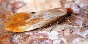 Fulvous Clothes Moth (Tinea semifulvella). Image: Ben Sale, Flickr (CC)