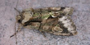 Green-brindled Crescent Moth (Allophyes oxyacanthae). Image: Donald Hobern, Flickr (CC)