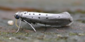 Grey Ermine Moth (Yponomeuta sedella). Image: Donald Hobern, Flickr (CC)