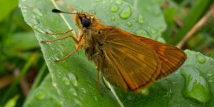 Large Skipper Butterfly (Ochlodes sylvanus). Image: Frank Vassen, Flickr (CC)