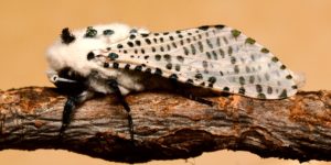 Leopard Moth (Zeuzera pyrina). Image: Gilles San Martin, Flickr (CC)