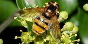 Lesser Hornet Hoverfly (Volucella inanis). Image: Gail Hampshire, Flickr (CC)