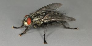 Lesser Worm Flesh Fly (Sarcophaga (Sarcophaga) subvicina). Image: Janet Graham, Flickr (CC)