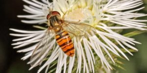Marmalade Hoverfly (Episyrphus balteatus). Image: Martin Cooper, Flickr (CC)