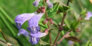 Marsh Skullcap (Scutellaria galericulata). Image: Andreas Rockstein, Flickr (CC)