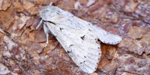 Miller Moth (Acronicta leporina). Image: Ben Sale, Flickr (CC)