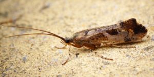 Mottled Sedge Caddisfly (Glyphotaelius pellucidus). Image: Ben Sale, Flickr (CC)