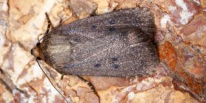 Mouse Moth (Amphipyra tragopoginis). Image: Ben Sale, Flickr (CC)