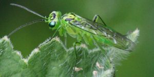 Pale Rhogogaster (Rhogogaster chlorosoma). Image: S. Rae, Flickr (CC)