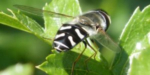 Pied Hoverfly (Scaeva pyrastri). Image: Gail Hampshire, Flickr (CC)