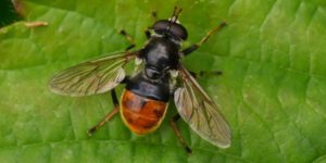 Pine Hoverfly (Blera fallax). Image: Frank Vassen, Flickr (CC)