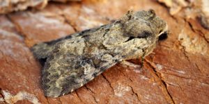 Rustic Shoulder-knot Moth (Apamea sordens). Image: Ben Sale, Flickr (CC)