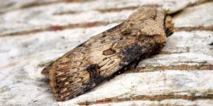 Shuttle-shaped Dart Moth (Agrotis puta). Image: Ben Sale, Flickr (CC)