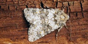 Small Ranunculus Moth (Hecatera dysodea). Image: Ben Sale, Flickr (CC)