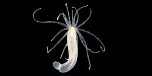 Starlet Sea Anemone (Nematostella vectensis). Image: Smithsonian Environmental Research Center, Flickr (CC)