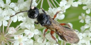 A beetle-killing wasp (Tiphia femorata). Image: Lukas Large, Flickr (CC)
