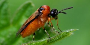 Turnip Sawfly (Athalia rosae). Image: Frank Vassen, Flickr (CC)